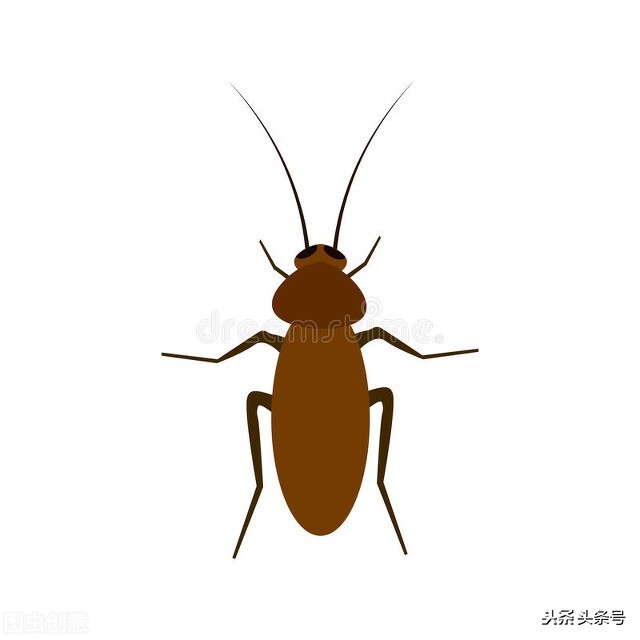 灭蟑螂最简单最有效的方法 如何灭蟑螂最有效小妙招