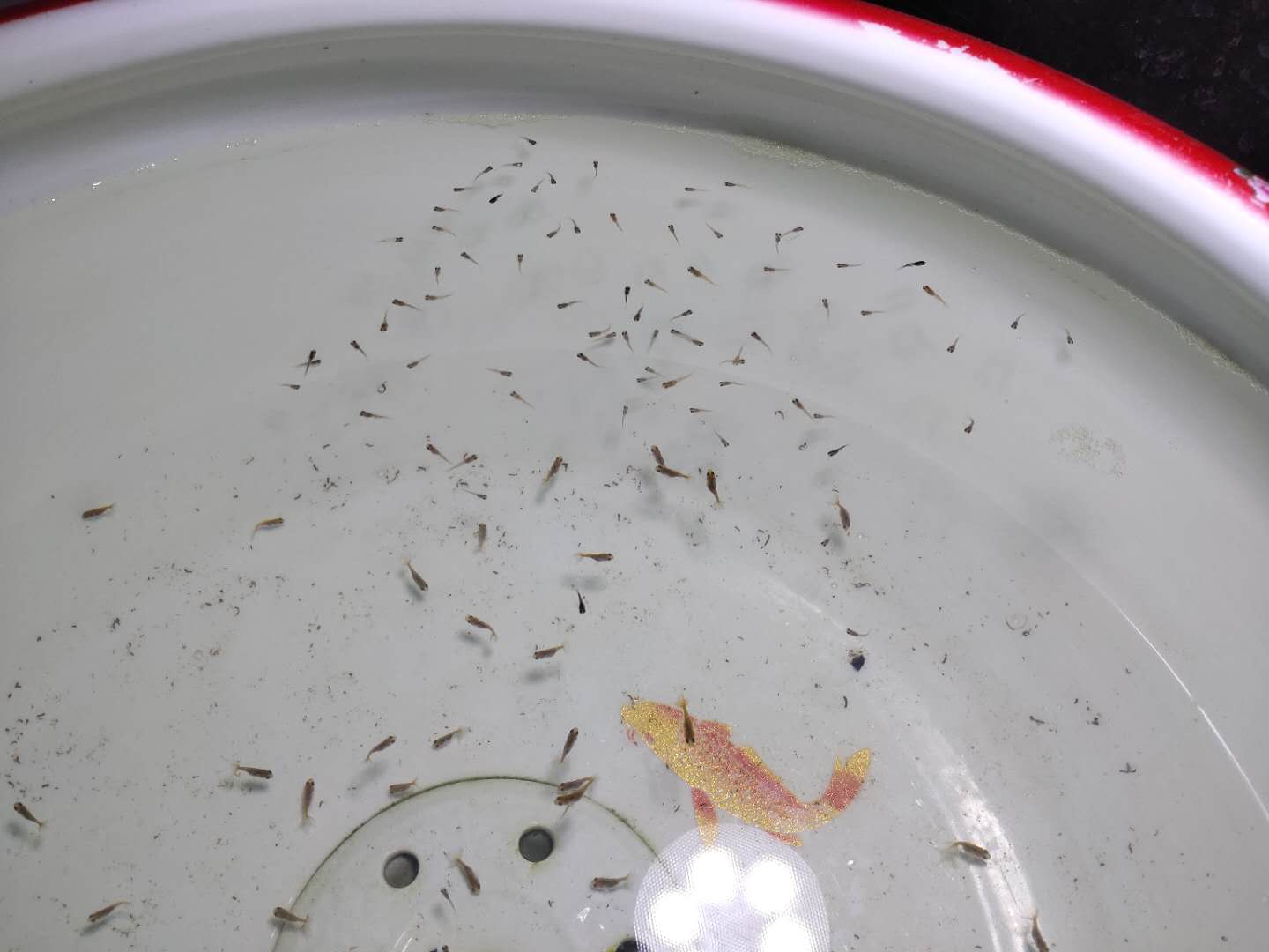 孔雀鱼苗的饲养水温到底多少合适，高温可以吗，其他鱼苗呢？