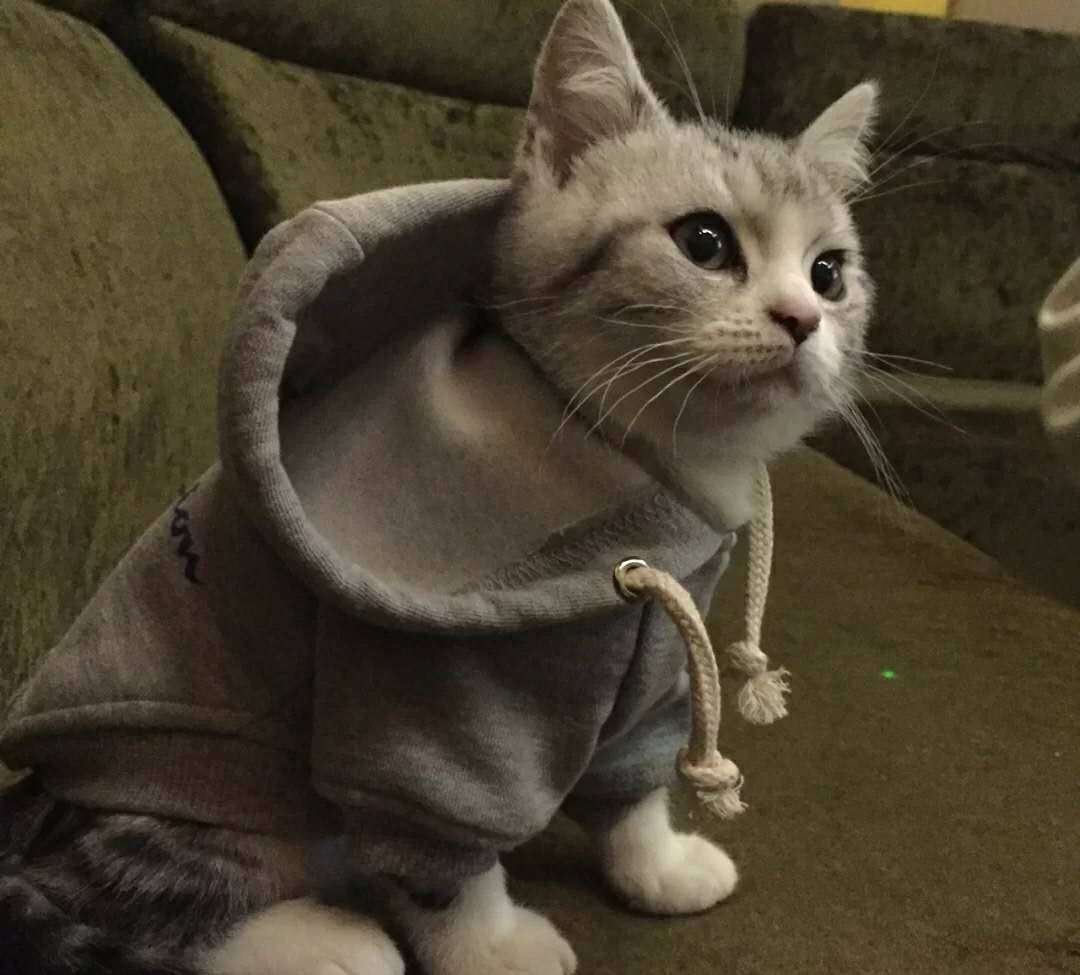 火车怎么托运猫狗等宠物？一定要按照这些步骤来做，搞错了很麻烦