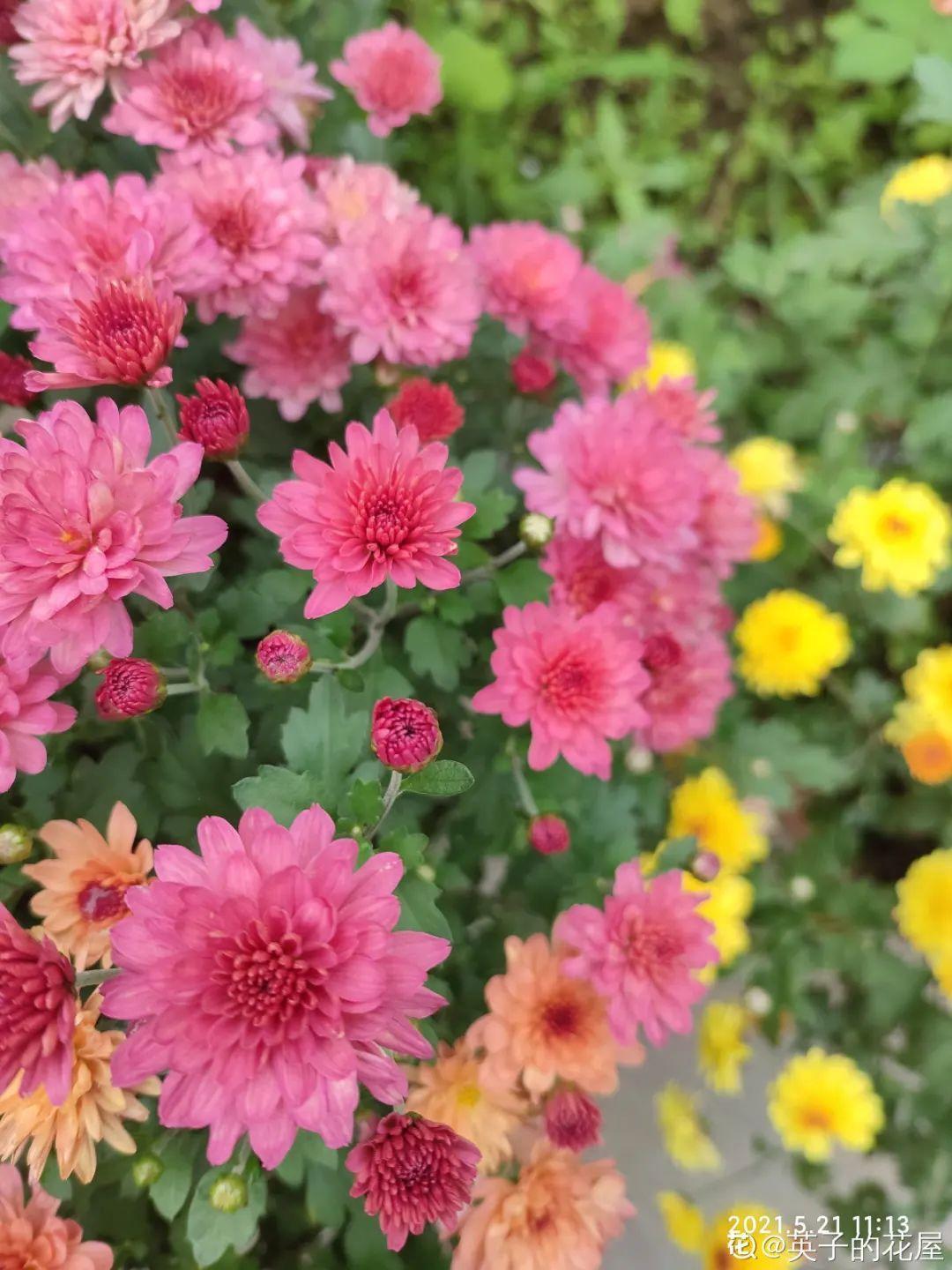 花期长的花有哪些（15种花花期超长能开到明年的花）