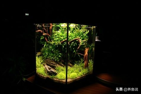 观赏鱼缸的图片及价格造一个精品鱼缸需多大成本