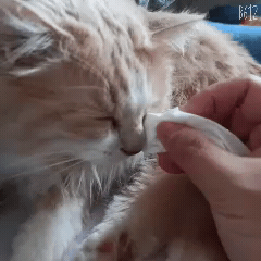 猫咪眼部分泌物不容忽视！预防眼部疾病，清洁和健康饮食很重要
