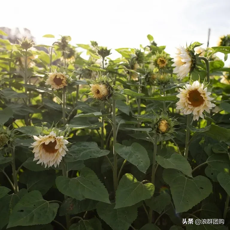 向日葵象征什么意义（夏季花园最佳代言人）