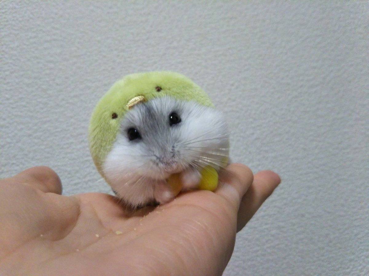 农村俗语:"耕牛无宿草,仓鼠有余粮",这句话是什么意思?