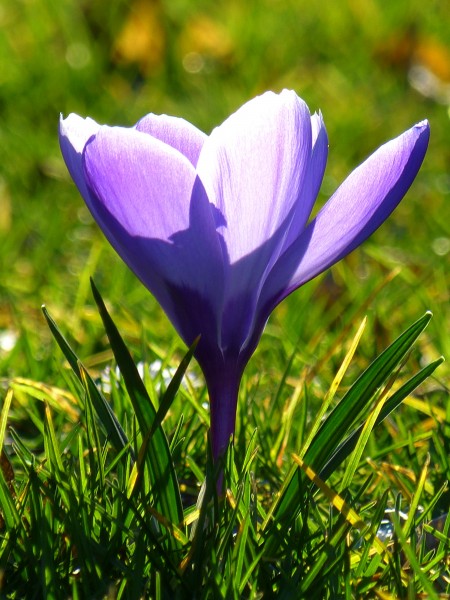 又称藏红花,西红花,是一种鸢尾科番红花属的多年生花卉,也是一种常见