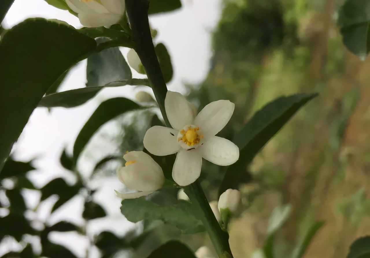 柑橘花前花要防馬 花皮果實不到一半 你明白嗎 天天看點