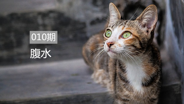 猫传腹真实病因揭秘：并非传言所说