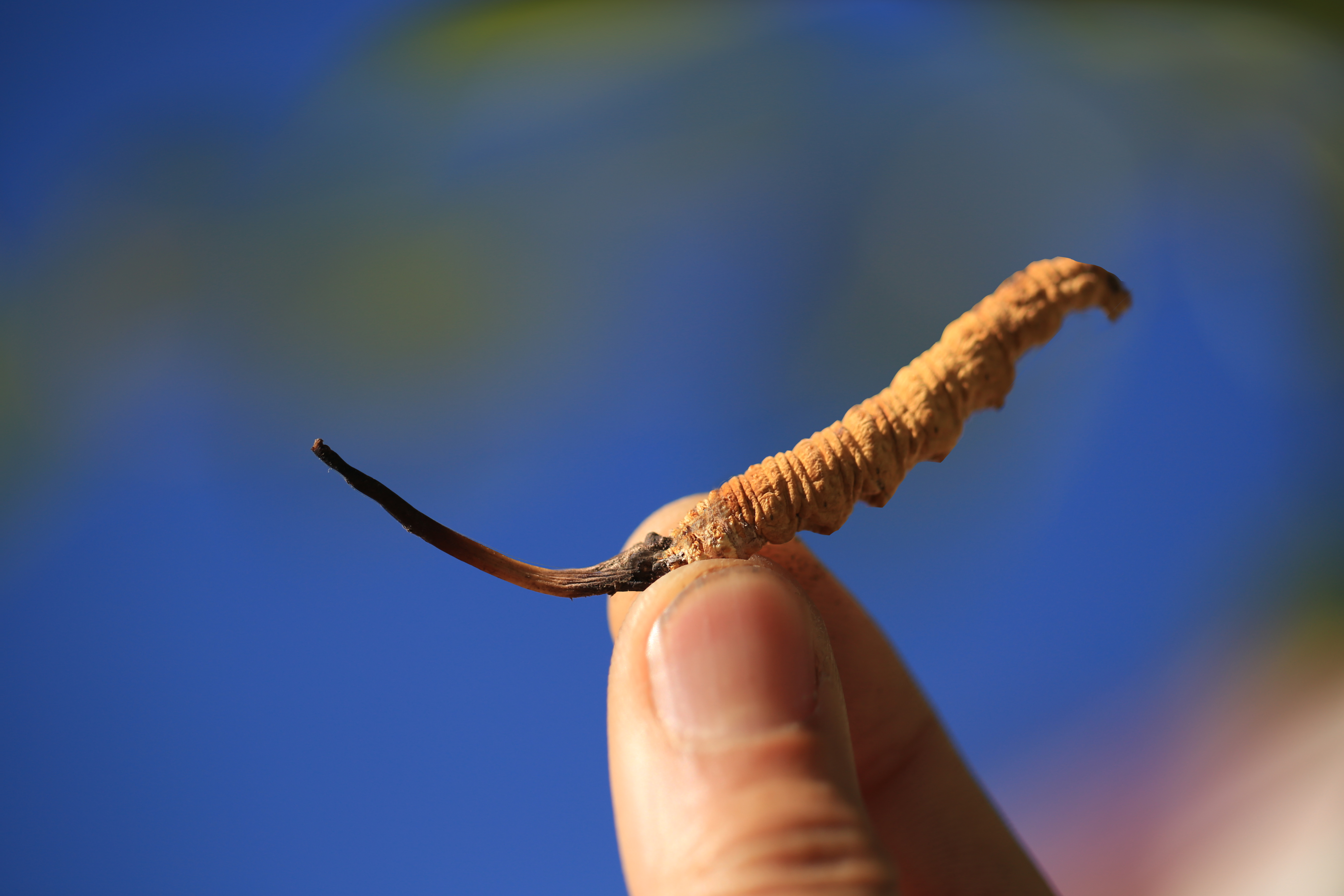 中国名贵植物药材，作用广泛数量稀少，看看你认识几种？