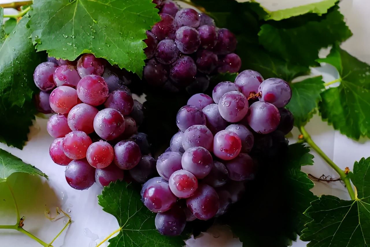 都知道,葡萄的英文是grape,那“提子”的英文是啥?