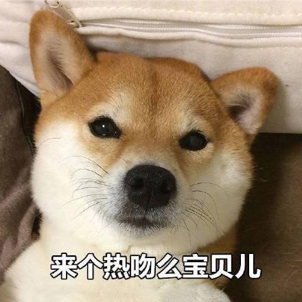 小柴犬的表情包来个热吻吗？宝贝儿