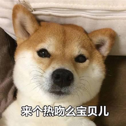 小柴犬的表情包来个热吻吗？宝贝儿