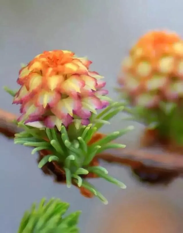 松树花(植物科普：原来松树也会开花，而且还很美很吉祥！)