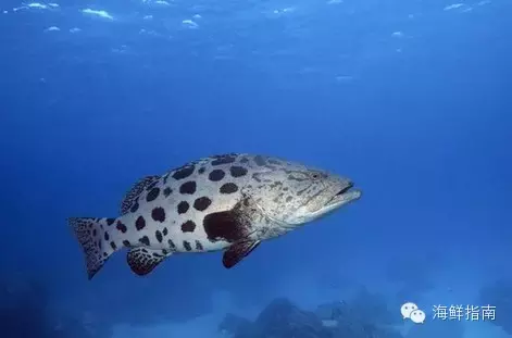 常见的海鱼有哪些（常见海水鱼类图谱大全）