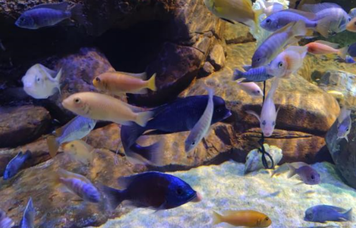 上海水族馆(上海海洋水族馆好玩不？挺好玩，也挺开眼)