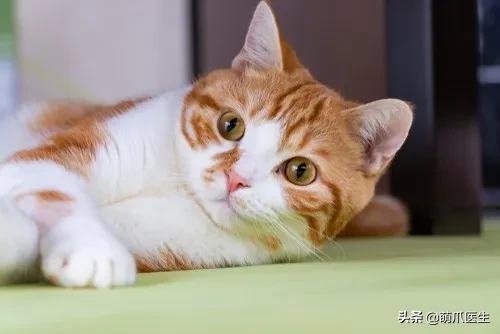 猫咪眼部分泌物不容忽视！预防眼部疾病，清洁和健康饮食很重要
