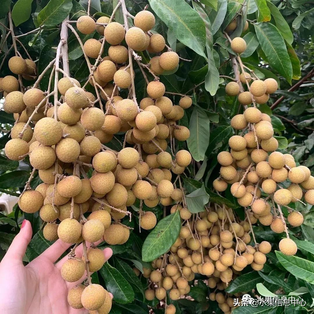 龙眼什么时候开花（泰国龙眼的等级区分标准）