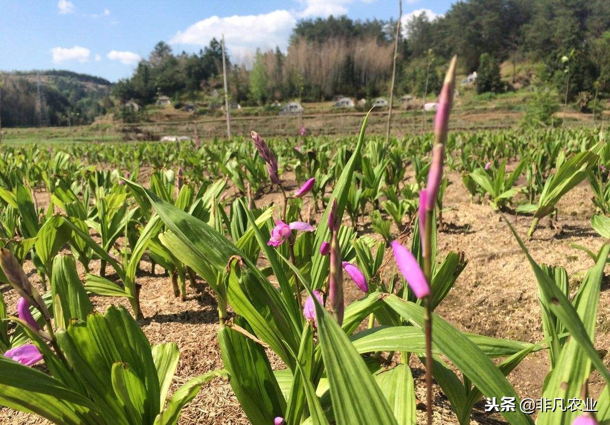 中药材白芨，种植前景怎么样？2018年市场行情如何？能不能赚钱？