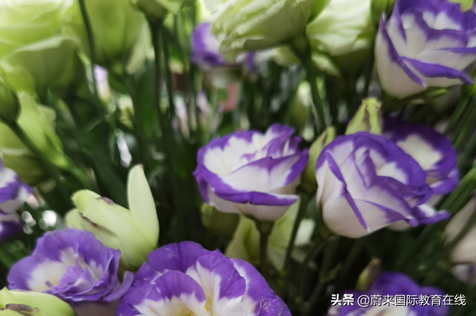 为什么一定要选Alevel数学课程，这些理由够吗？