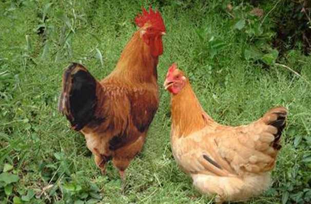 土鸡养殖常见的6个问题，养殖户一定要注意
