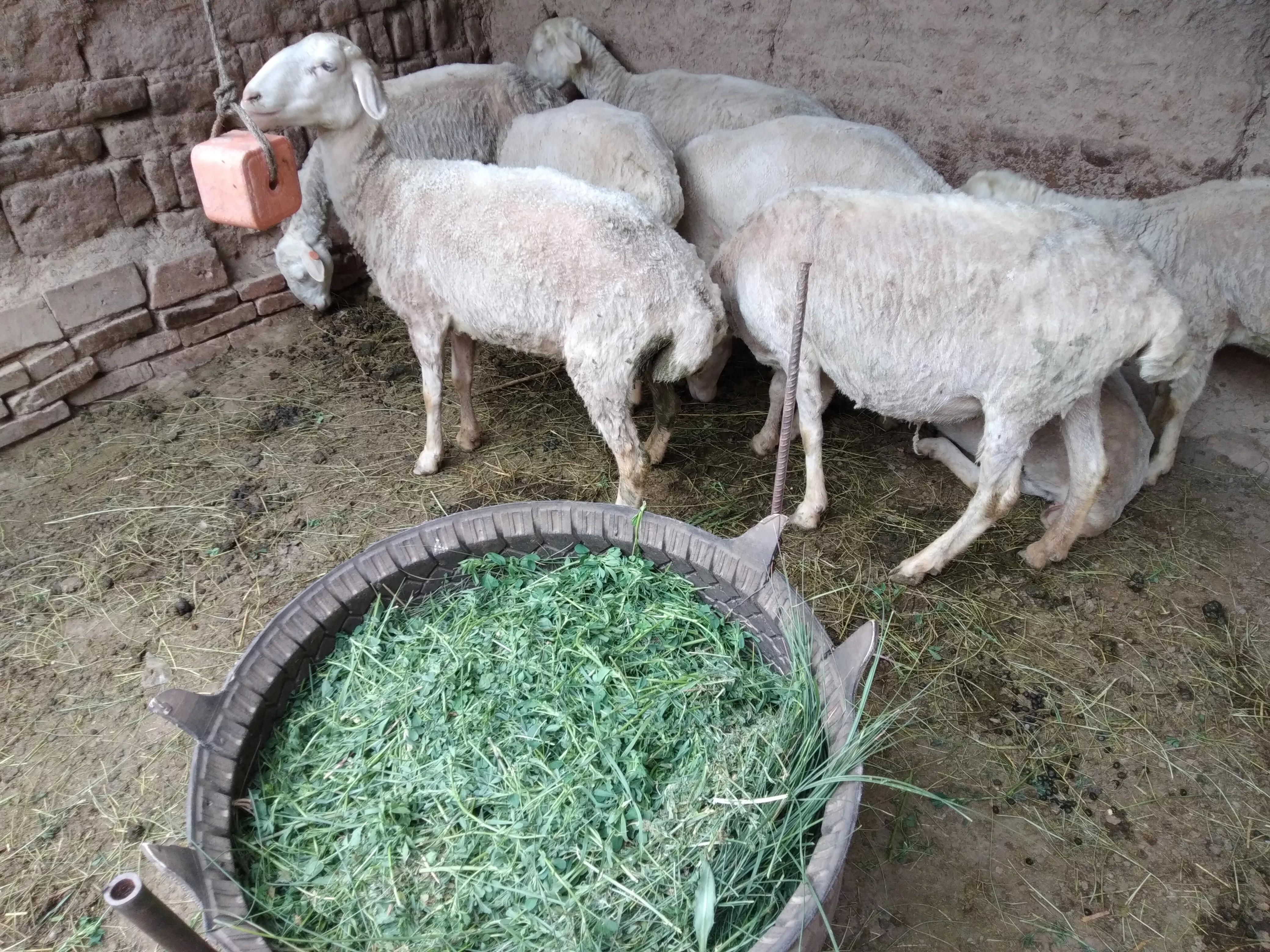 1只120斤的大公羊，羊贩子出价1700元，最近的羊价不“美丽”