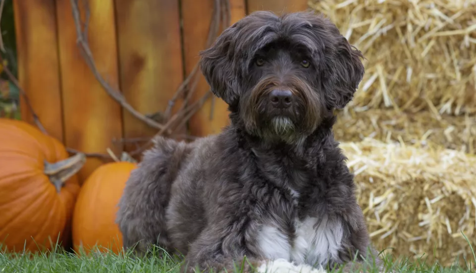 奥巴马在位时养的狗狗，号称白宫第一犬，葡萄牙水犬到底什么来头