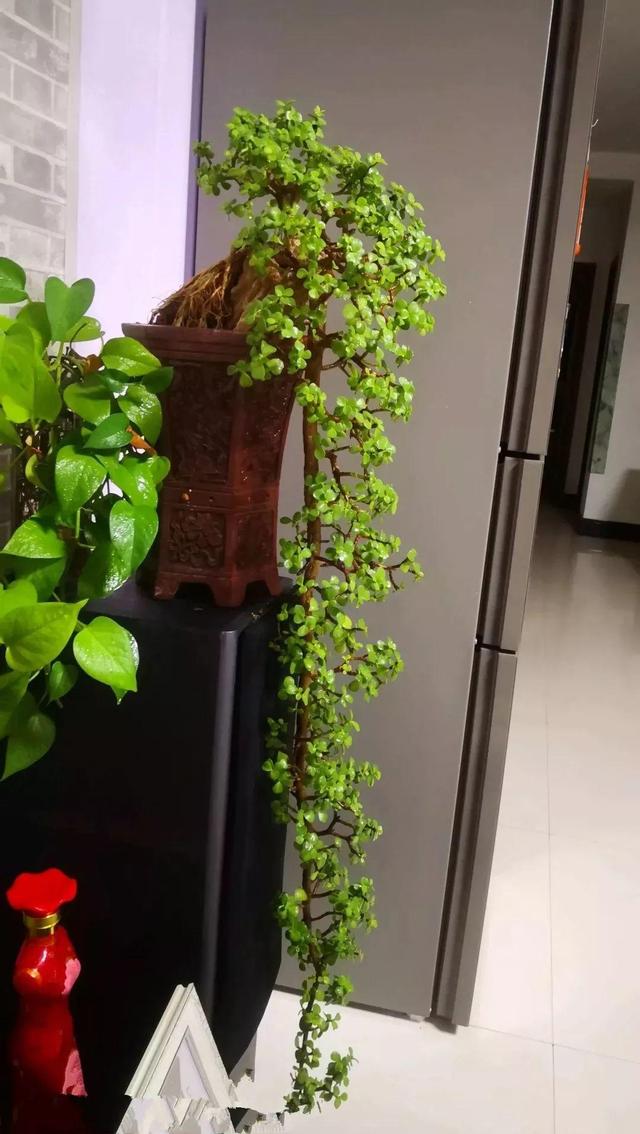 金枝玉叶花卉（金枝玉叶有6怕，难怪叶片哗哗掉，避开枝叶紧凑，二三年成老桩）