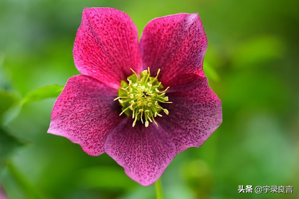 精致春节祝福句子，事业辉煌心畅情舒。步步高升财源广进