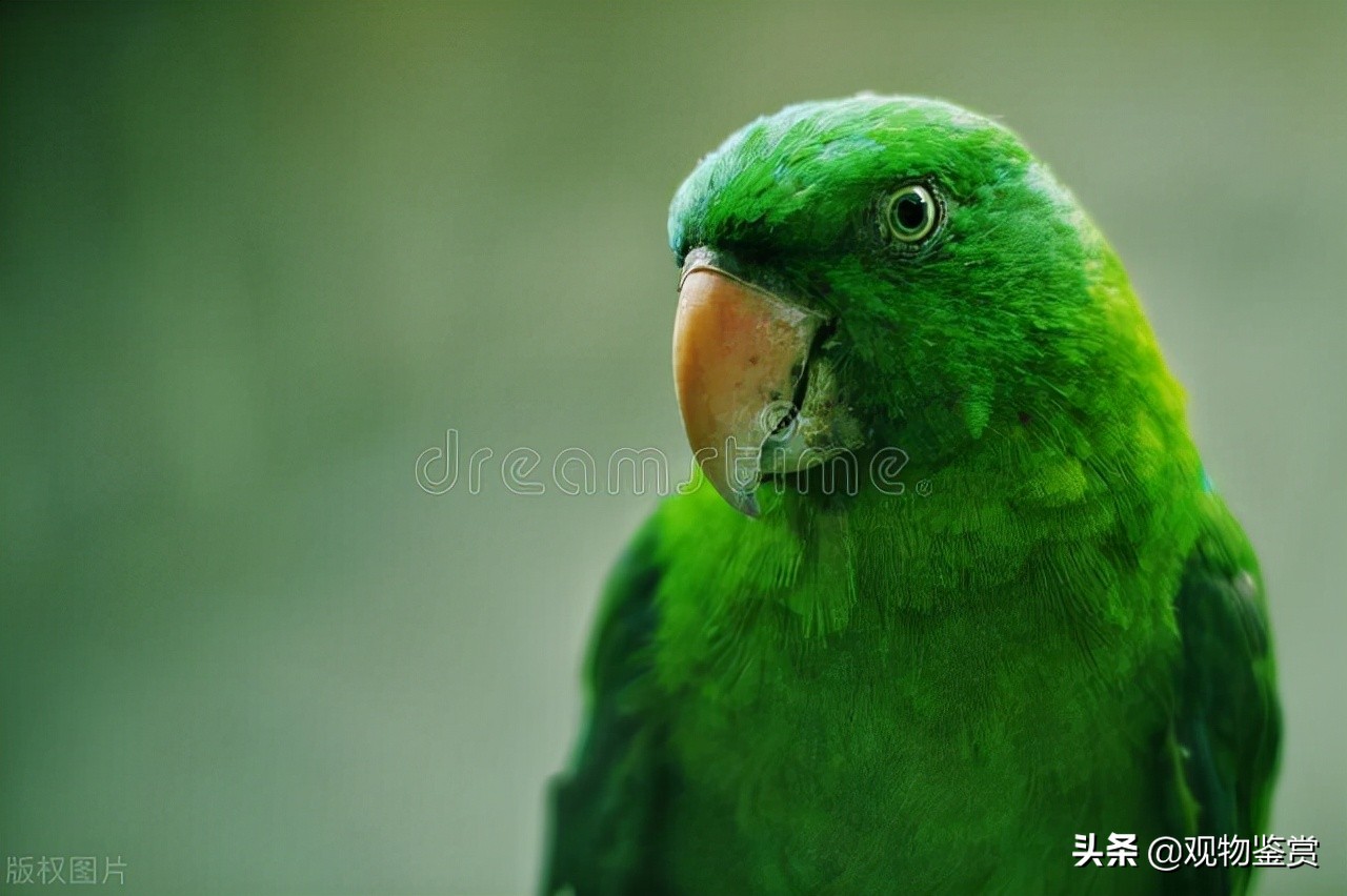 鸚鵡會說話，這也是它受歡迎的一大特色，哪種鸚鵡說話能力強(qiáng)