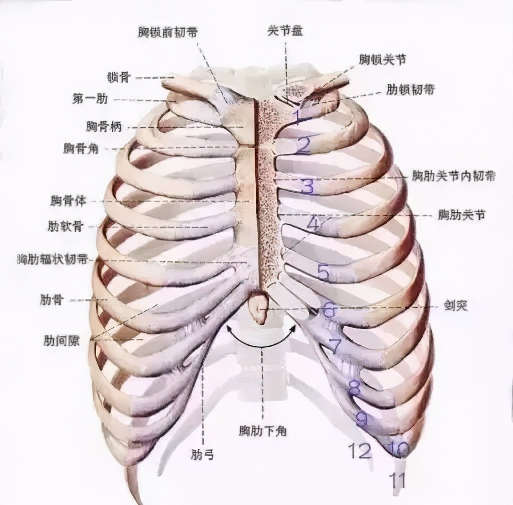 怎样判断胸的罩杯(女生必看！如何判断自己是不是隐藏的大胸妹？)