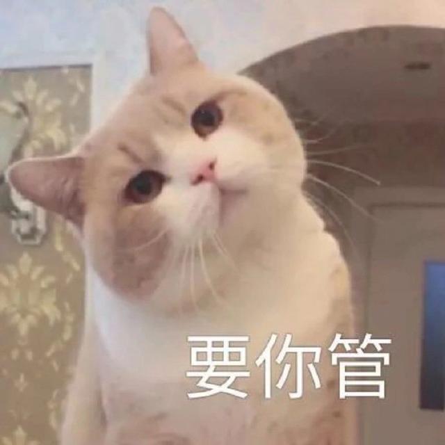 甜甜的猫咪表情包要亲亲