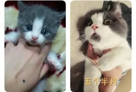 一大波惊讶猫咪可爱表情