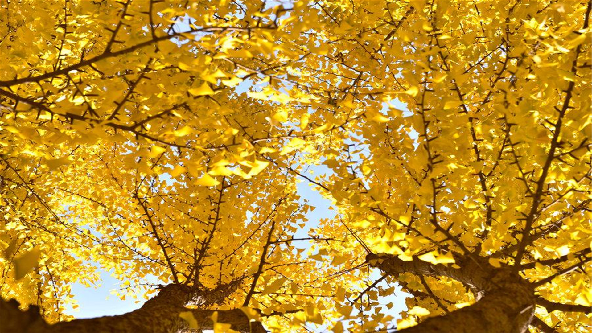 北京3所“黄金”中学！一本率100%，荣登“全国百强中学”前30