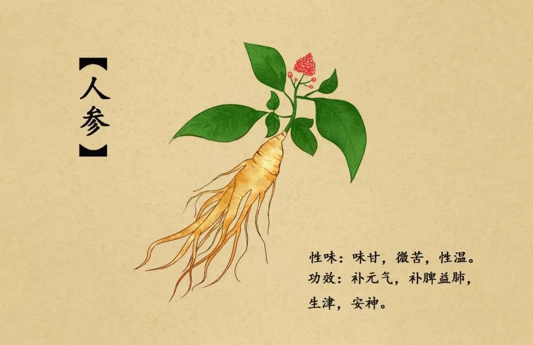 中药界的“扛把子”植物中的“百草王”，人参怎么服用才健康呢？