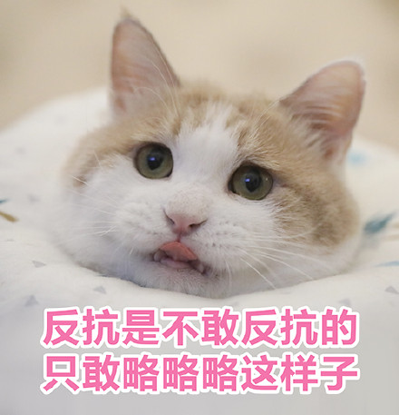 猫咪表情包｜没人疼，没人爱，我是地里的小白菜