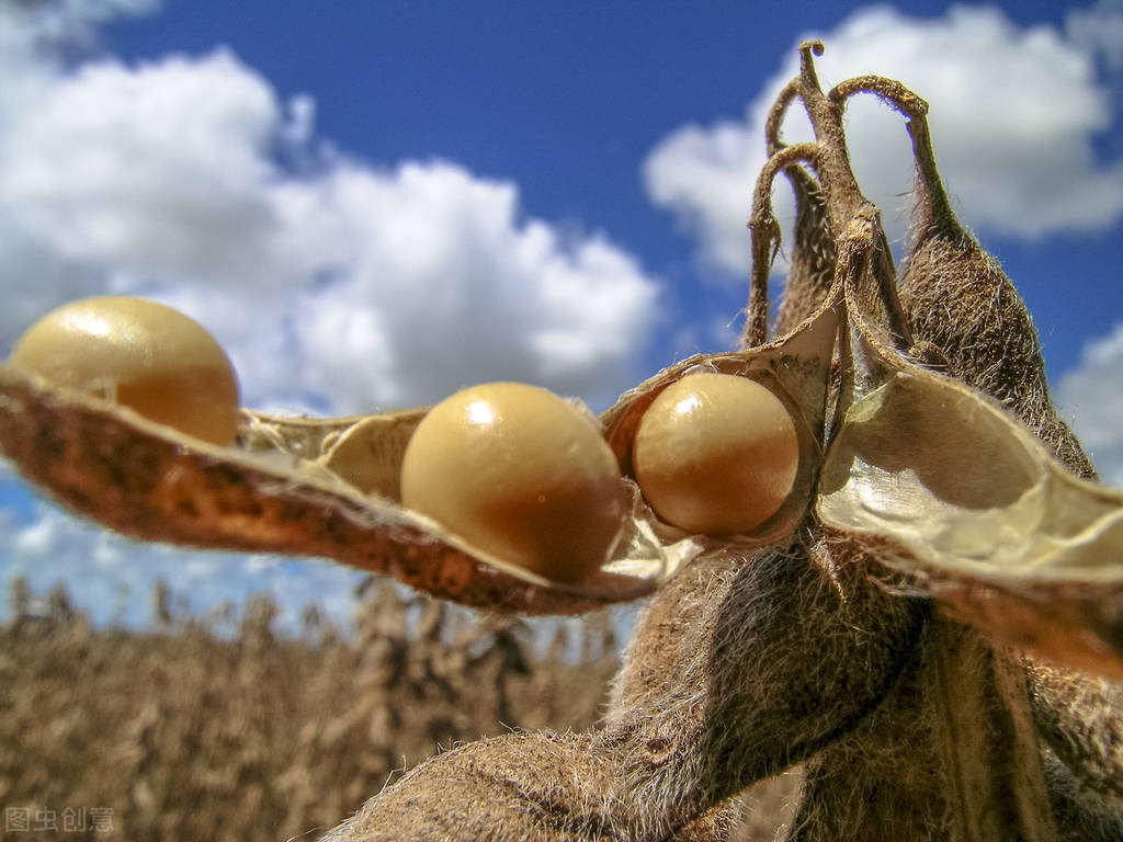 黑龙江黄豆今天最新价格东北大豆