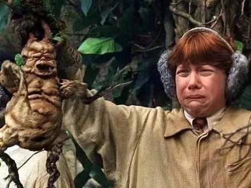 鸡蛋返生，豆芽返生？这是霍格沃茨魔法学校春霖分校