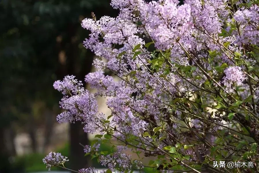 赞美丁香花的优雅诗句(十首丁香花的优美古诗词赏析)