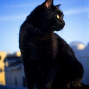 十本大神作者的封神之作，每一本都久经读者考验，收藏不再书荒！