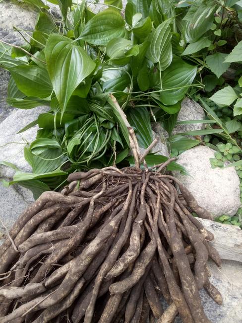 三七为何又叫金不换,山药改名是因为谁?趣说中药13种命名文化