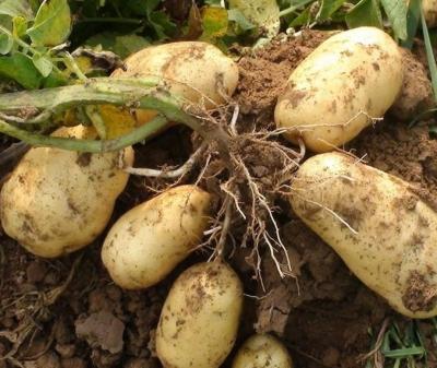 几月份种土豆最好（马铃薯的最佳种植时间和方法）