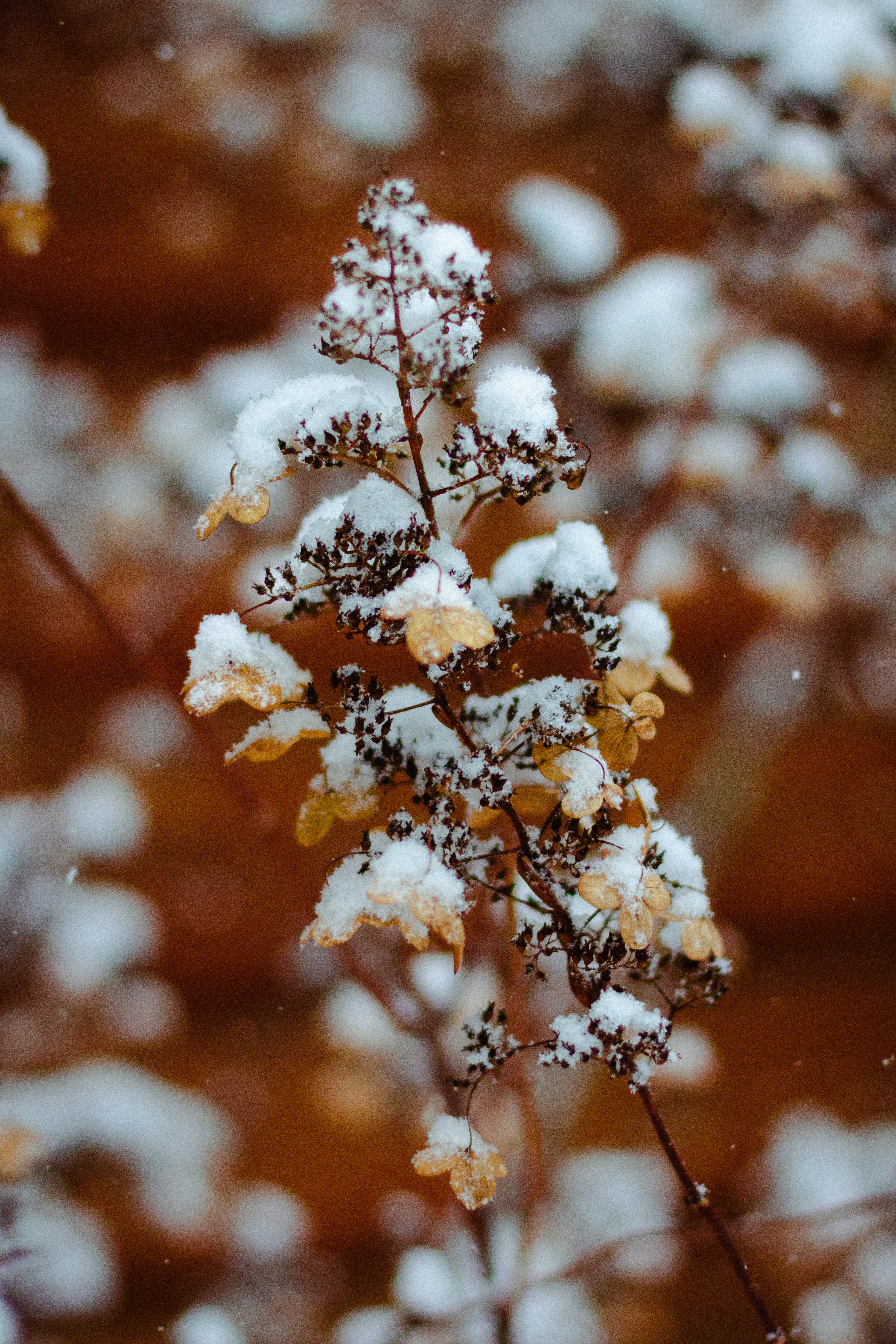 白居易和刘禹锡雪夜喝了个通宵，酒醒之后写诗纪念，很傲也很可爱