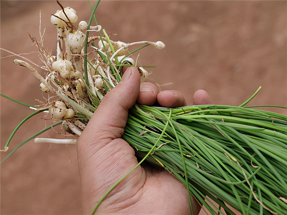 野菜大全图片及名称（图文讲解38种常见的野菜）