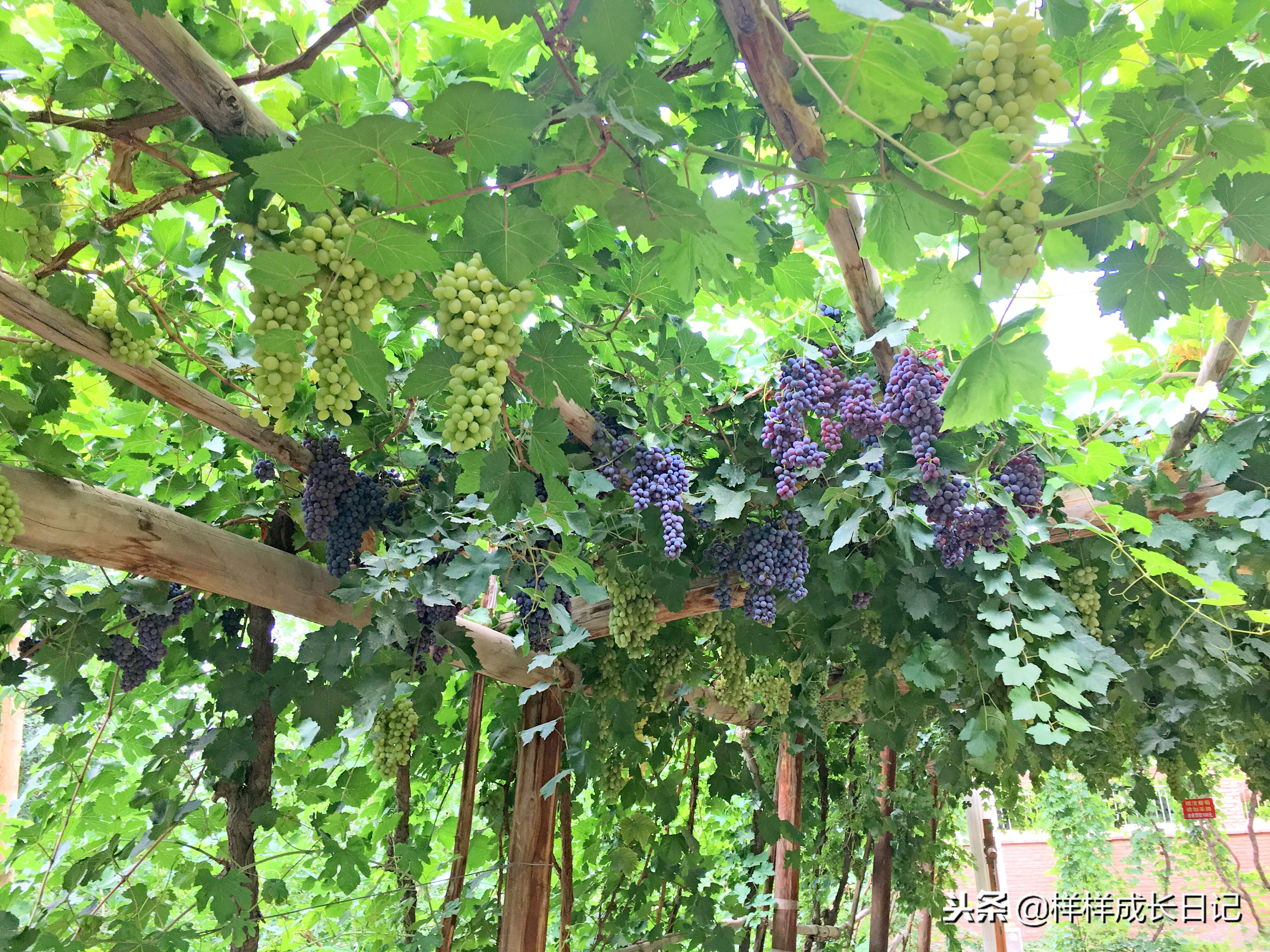 一家三口自驾去新疆，环南北疆27天15000公里，吃住行玩详细攻略