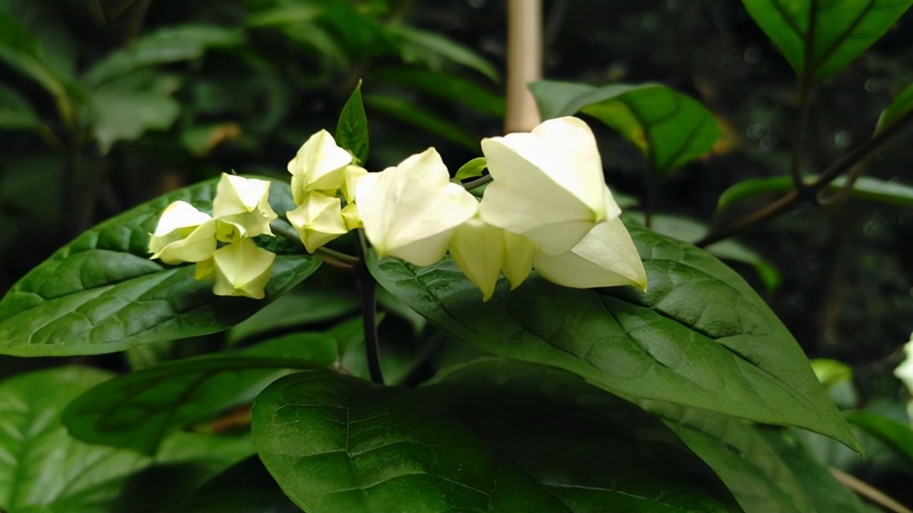 龙吐珠一年开几次花（一种美丽的灌木居家盆栽需要注意）