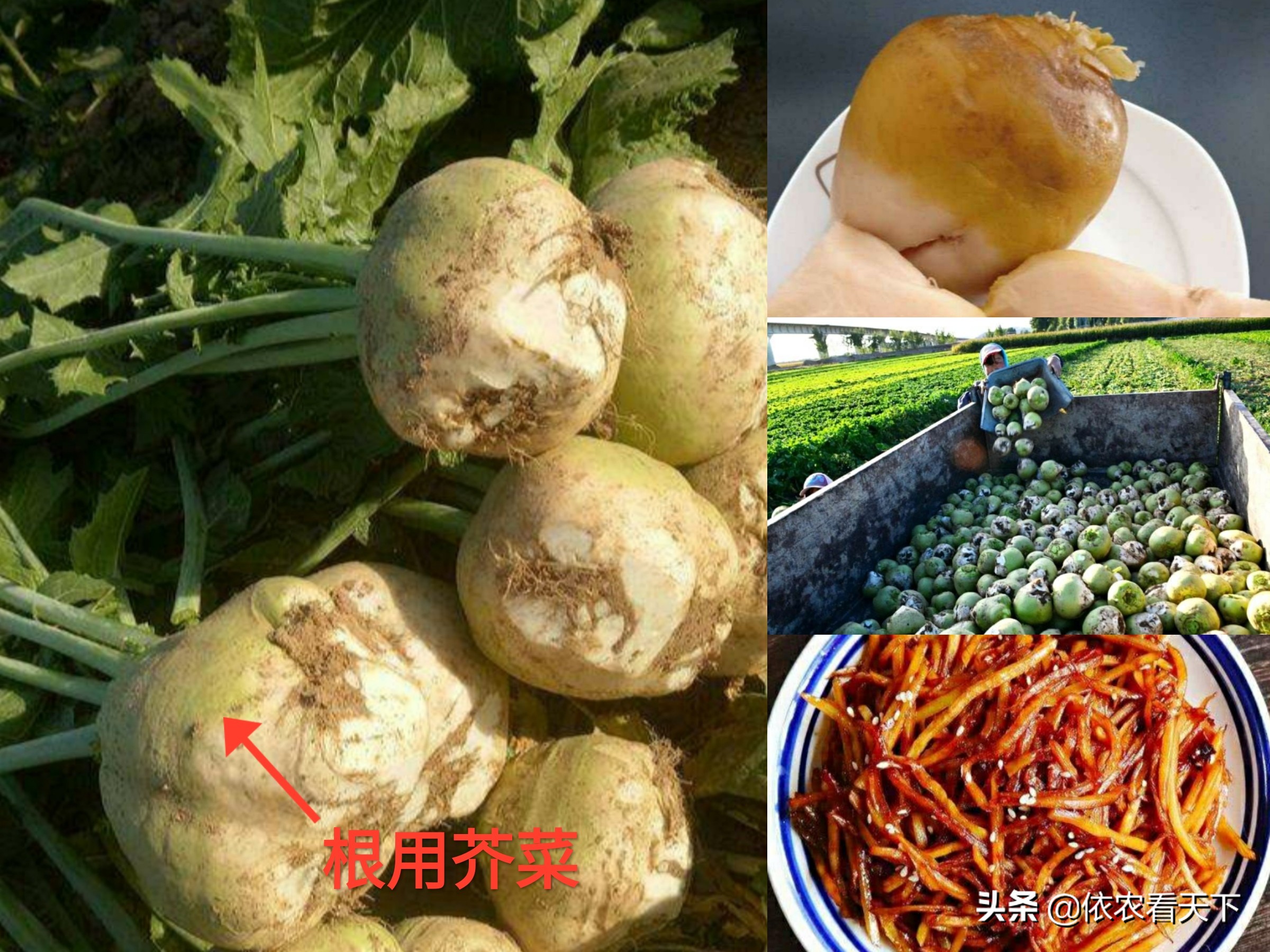芥菜型油菜品种图片