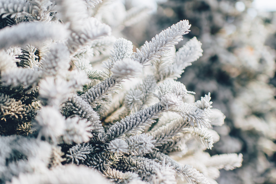 那些赞美雪的古诗词，你知道多少