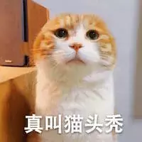 “猫癣”——传染力强到连人都不放过，顽固难治愈，该如何治疗？