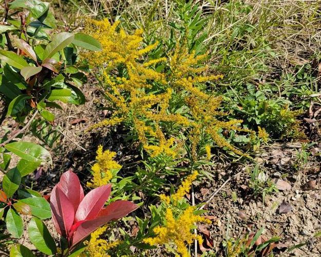 生态杀手!加拿大一枝黄花的生殖能力有多强?