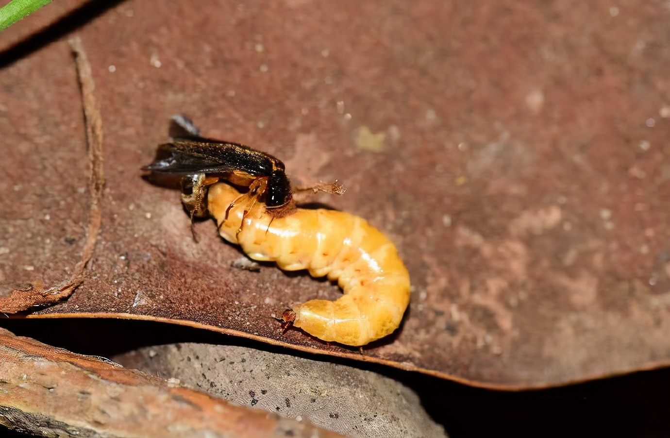 萤火虫发光是因为看不见路吗?