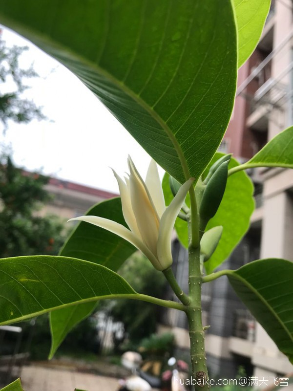 白玉兰长什么样（带你认识香气扑鼻的白玉兰）